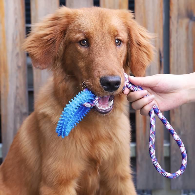 Jouets de Tirage pour Chiens : Fun et Fitness à la Corde