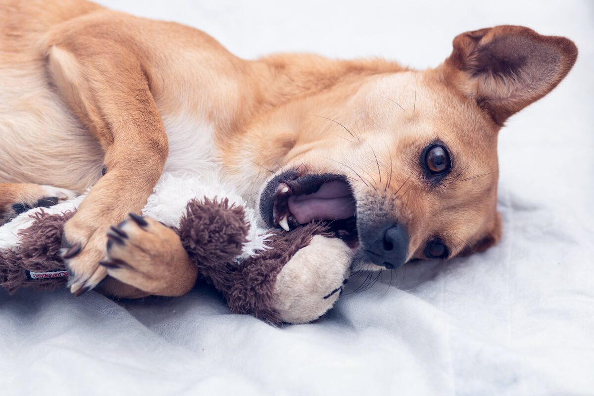 peluche-pour-chien