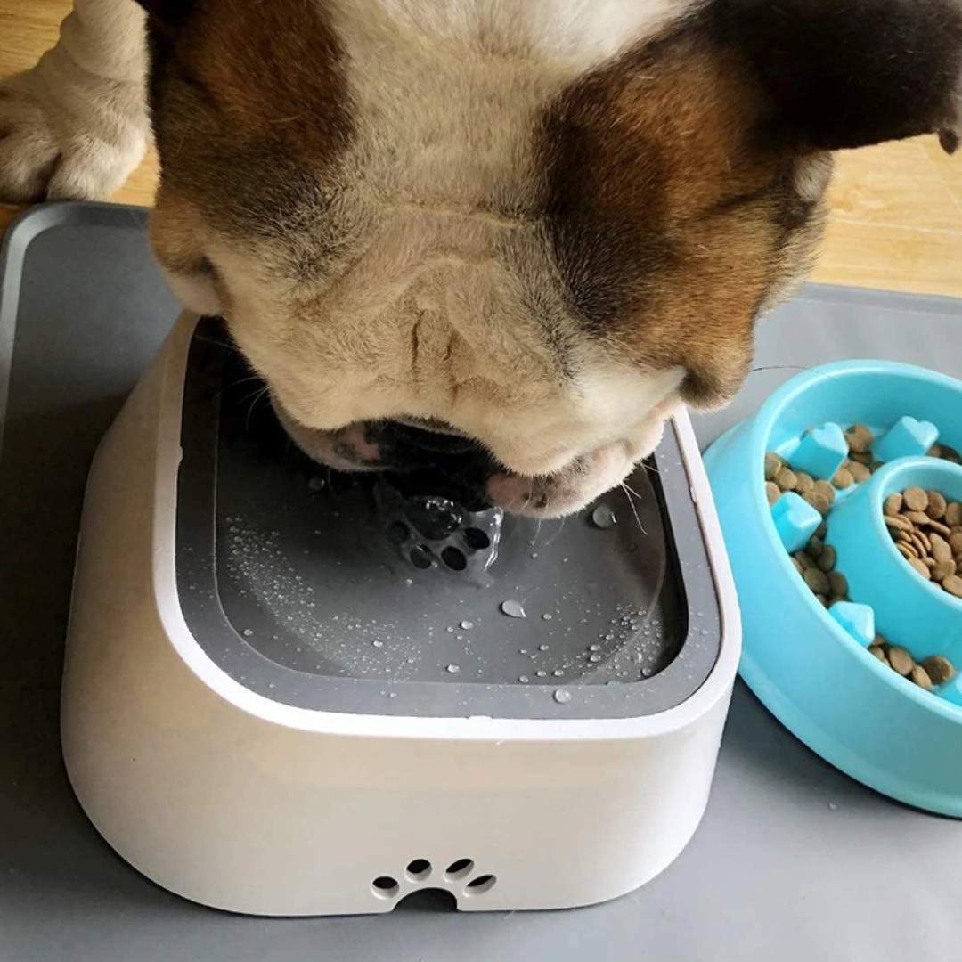 Gamelle Anti-Éclaboussure - Accessoire pour animaux