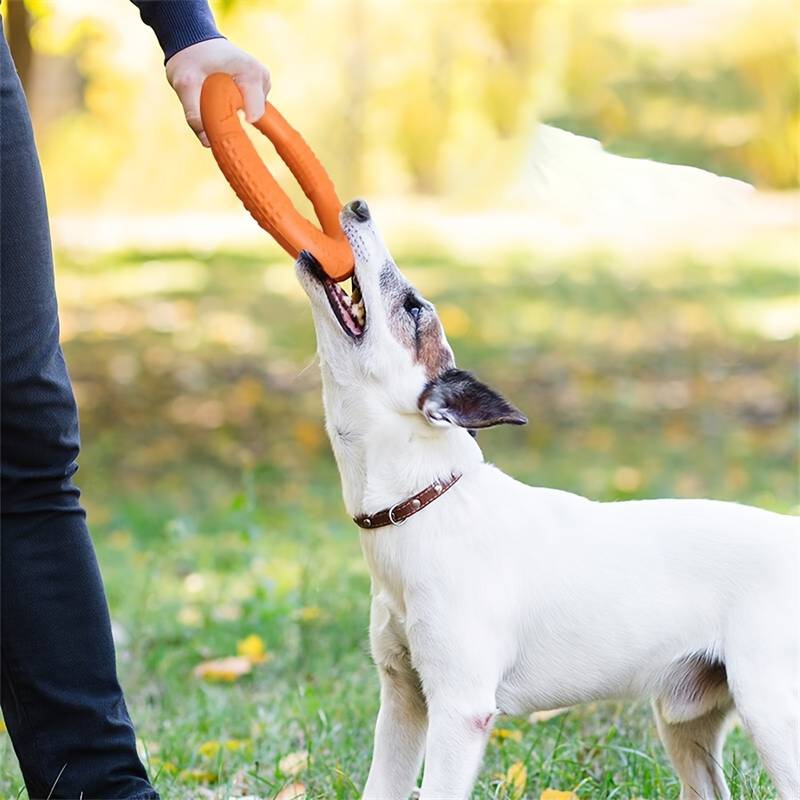 Anneau d'entrainement - Jouet pour chien