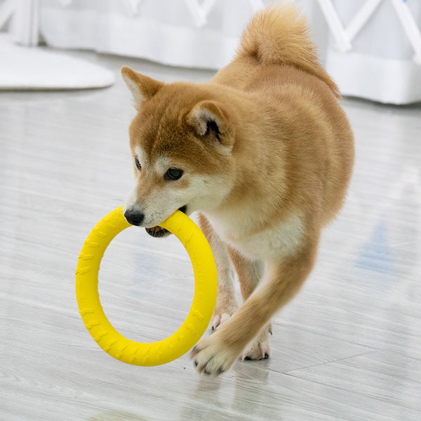 Anneau d'entrainement - Jouet pour chien