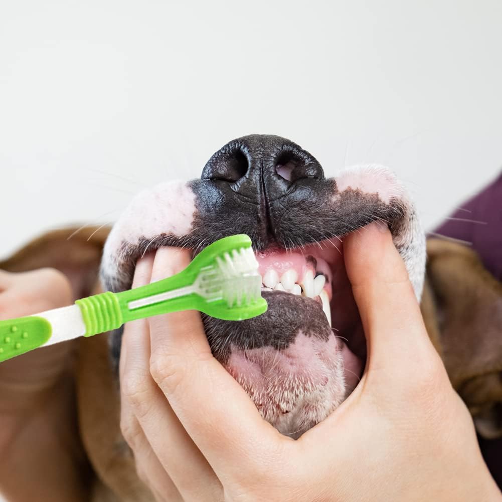 Brosse à Dent - Accessoire pour chien