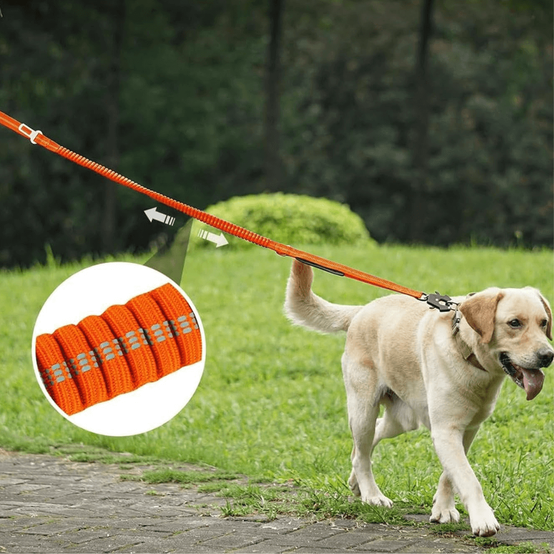 Laisse Élastique - Accessoire pour chien