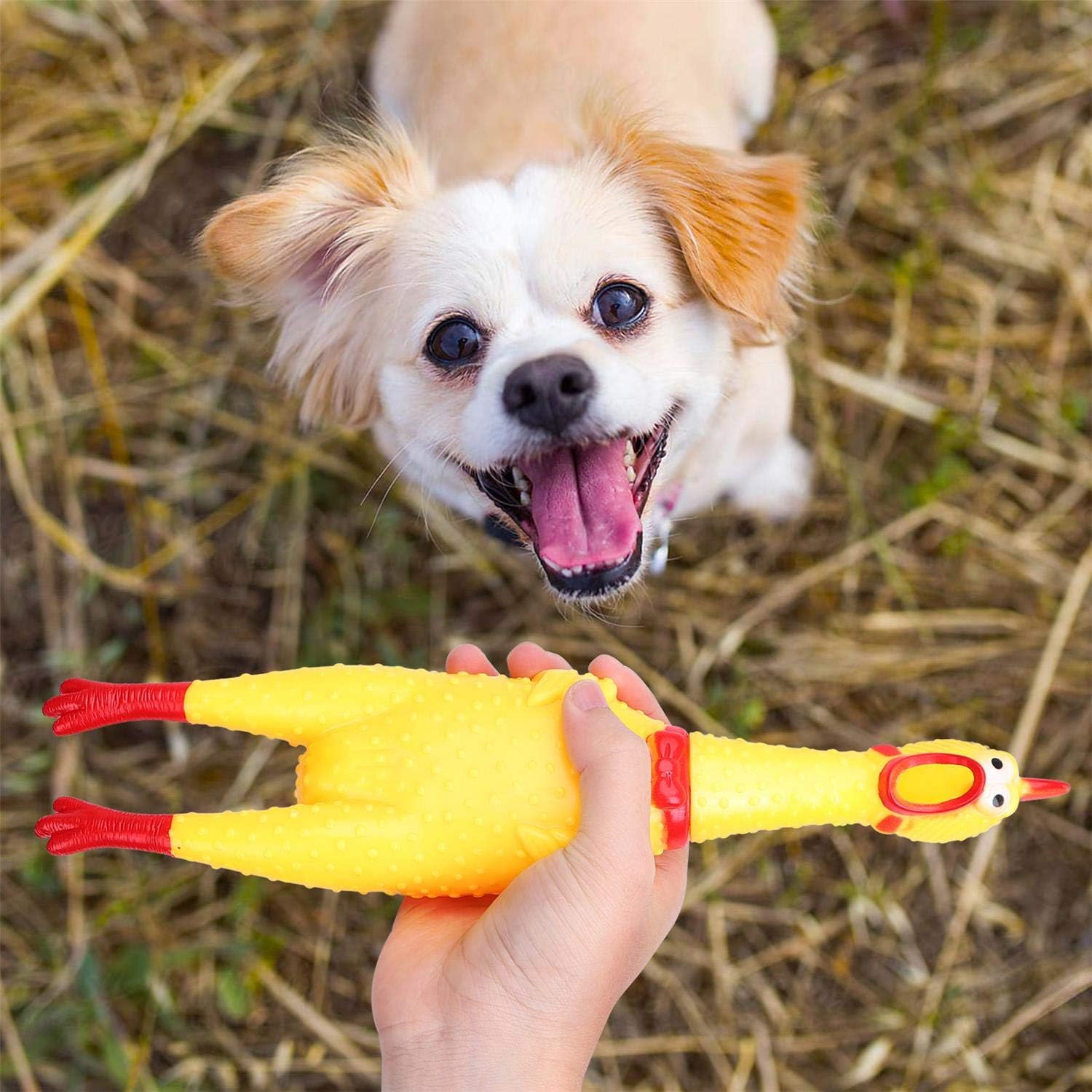 Poulet Couineur - Jouet pour chien